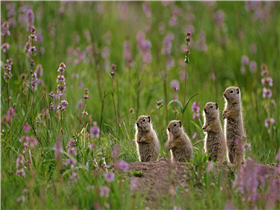 屠龙纲要之《矛盾论》
